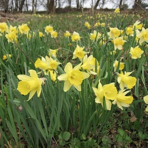 Wild Daffodil 25 bulbs Buttercup,Lent Lily  (NARCISSUS PSEUDONARCISSUS)