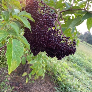 May include: A close-up of a cluster of ripe, dark purple elderberries hanging from a branch. The berries are densely packed together and have a slightly glossy appearance. The background is blurred and shows green foliage.