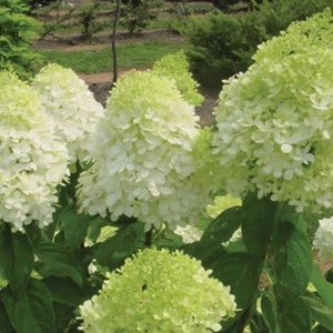 Arbusto de hortensia LIMELIGHT PP#12874