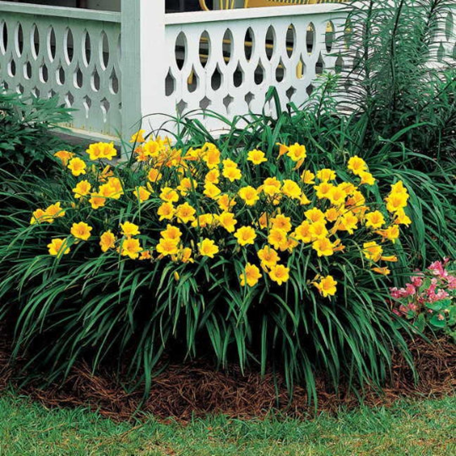 Stella de oro daylily 25 fans/root systems Etsy