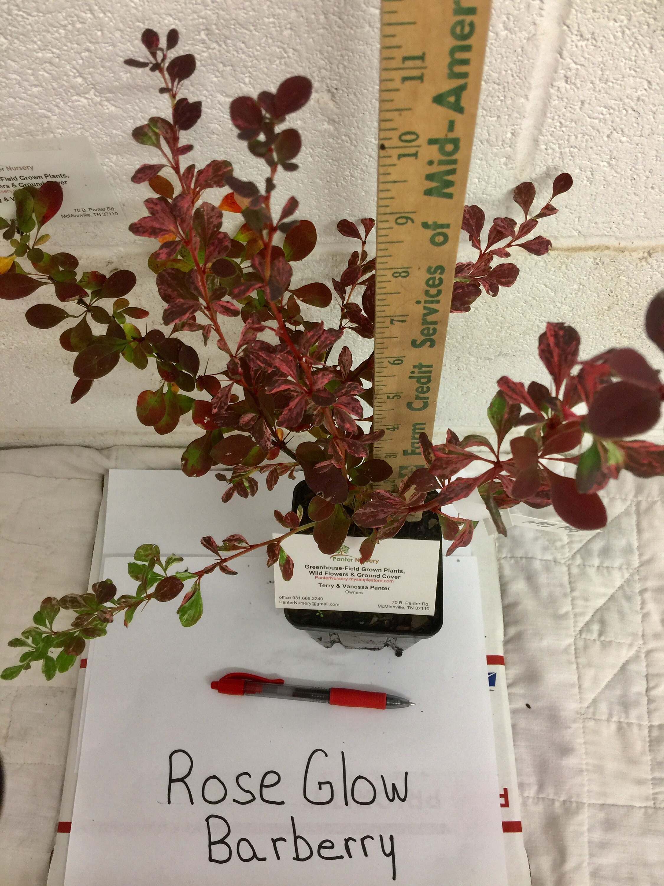 Image of Rose Glow Barberry in a Vase