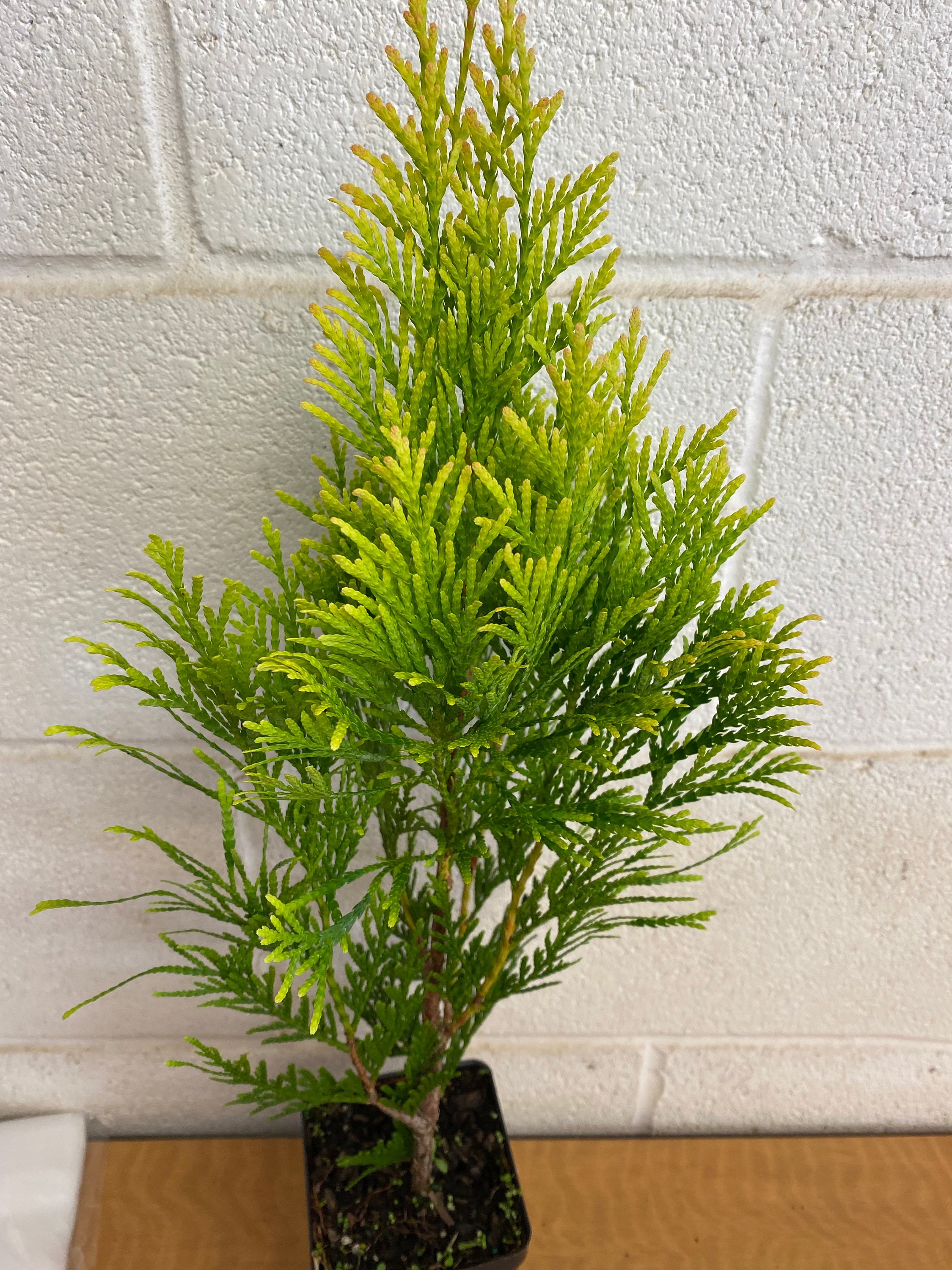 topfpflanzen ständer Blumentopfständer aus Holz – THL-Shop main image 0