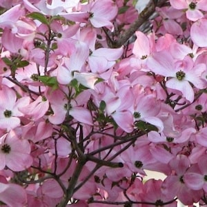 PINK DOGWOOD tree 2.5" pot Cornus florida