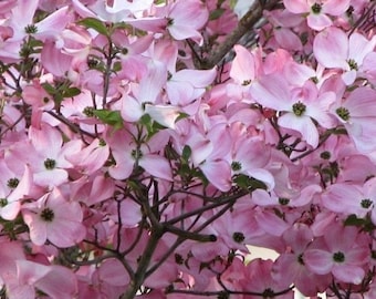 PINK DOGWOOD tree 2.5" pot Cornus florida
