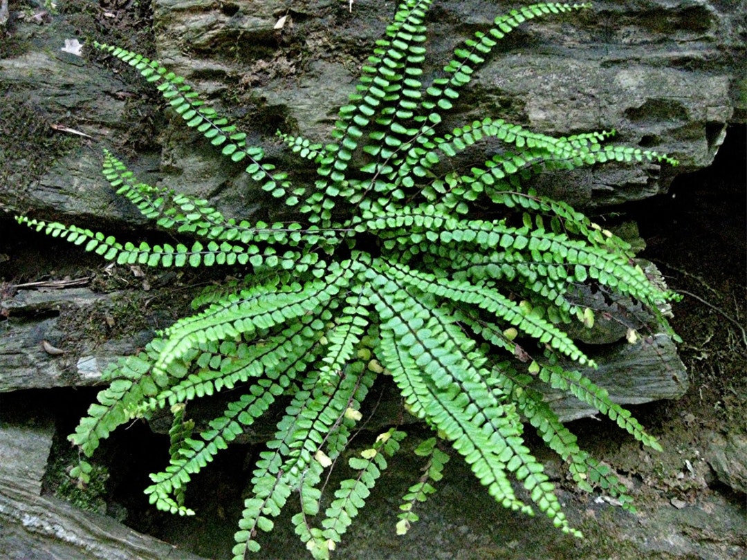 5 MAIDENHAIR SPLEENWORT Fern Rhizome/root - Etsy