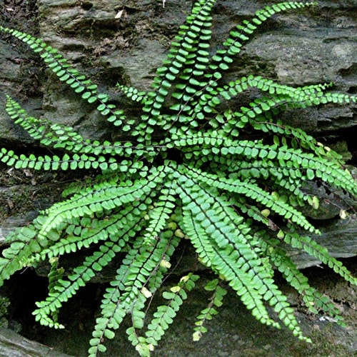 5 CINNAMON FERN Rhizome/root Etsy