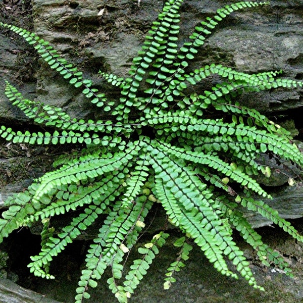 5 MAIDENHAIR SPLEENWORT fern rhizome/root