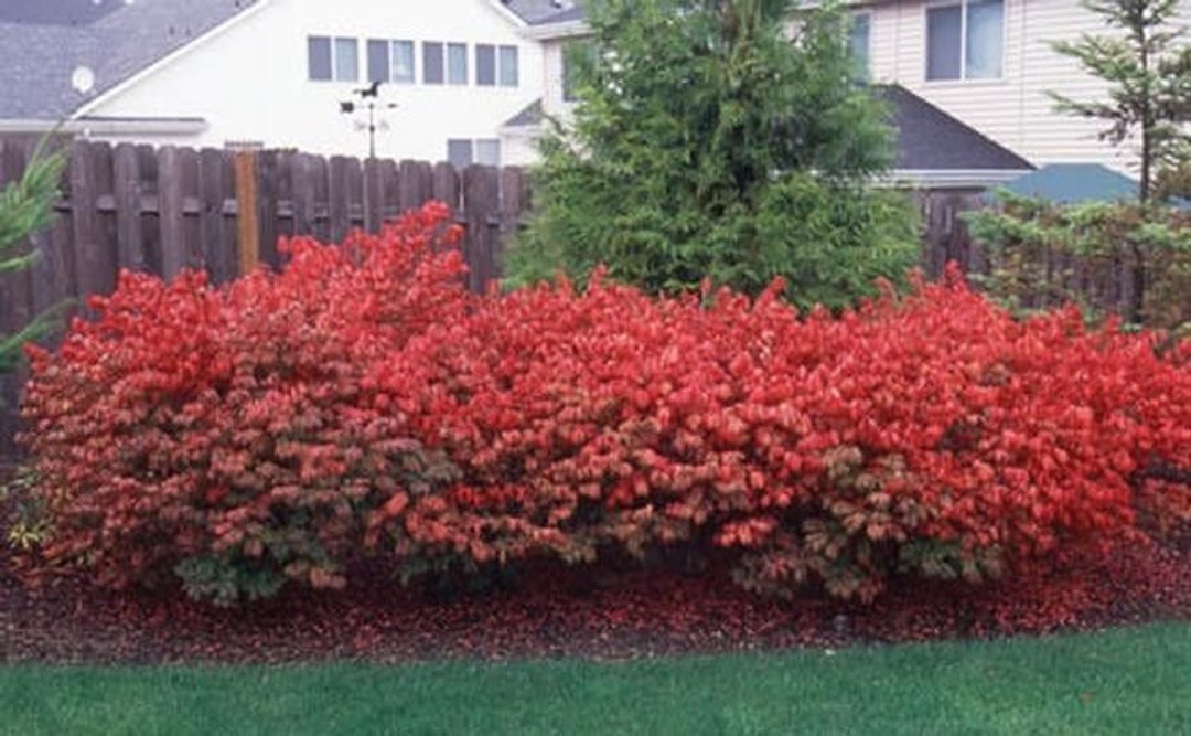 10 Dwarf Burning Bush bare root plants-Euonymus alatus hardy shrub ...