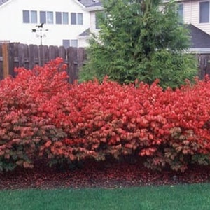 10 Dwarf Burning Bush bare root plants-Euonymus alatus hardy shrub