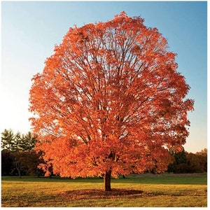 May include: A large, vibrant orange maple tree stands in a field of green grass. The tree is in full autumn foliage, with its leaves a deep orange color. The sky is a clear blue, and the sun is shining brightly.