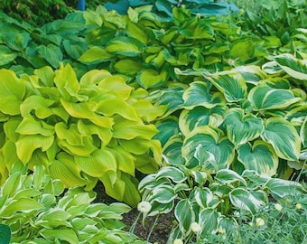 Hosta Mix 3" pots