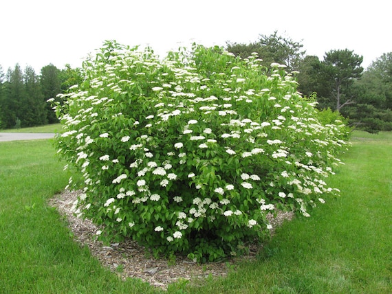 Alder & Oak 1 gal. Ground Cover Rose with Red Flowers (4-Pack)