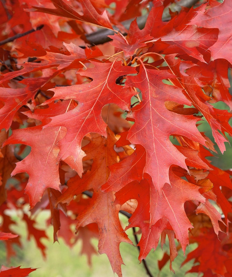 Pin Oak Treequercus Palustris Etsy