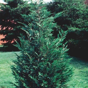 15 Leyland Cypress trees 2 1/2" pot (X Cupressocyparis  leylandii)