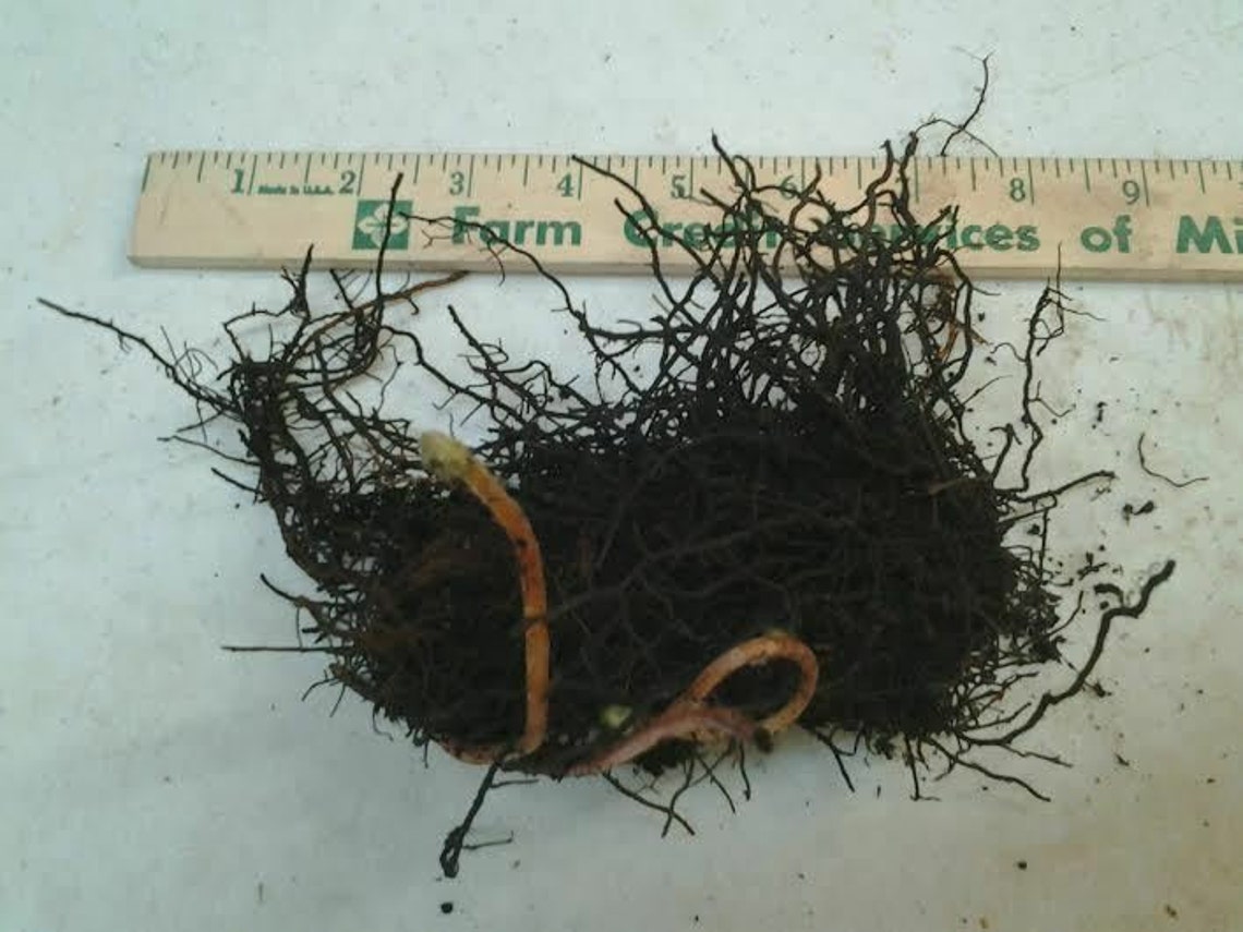 5 CINNAMON FERN Rhizome/root Etsy