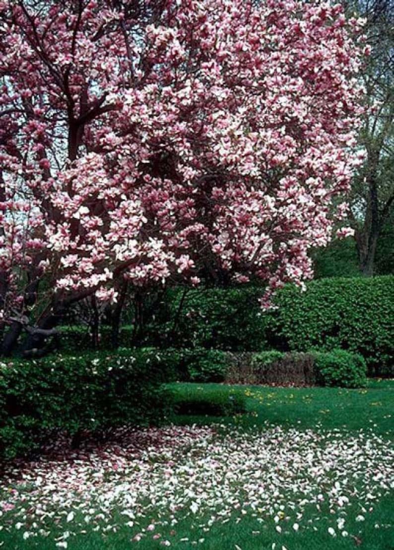 Saucer Magnolia Soulangeana 2 1/2 Pot Shrub/tree Etsy
