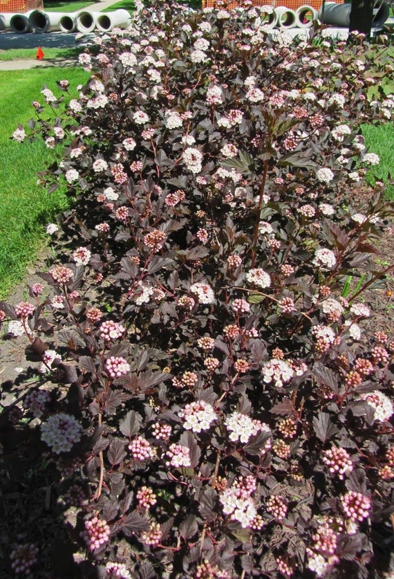 Crimson Ninebark 2.5