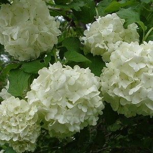 Old Fashion Snowball ( Viburnum Tribolum) Highbush Cranberry