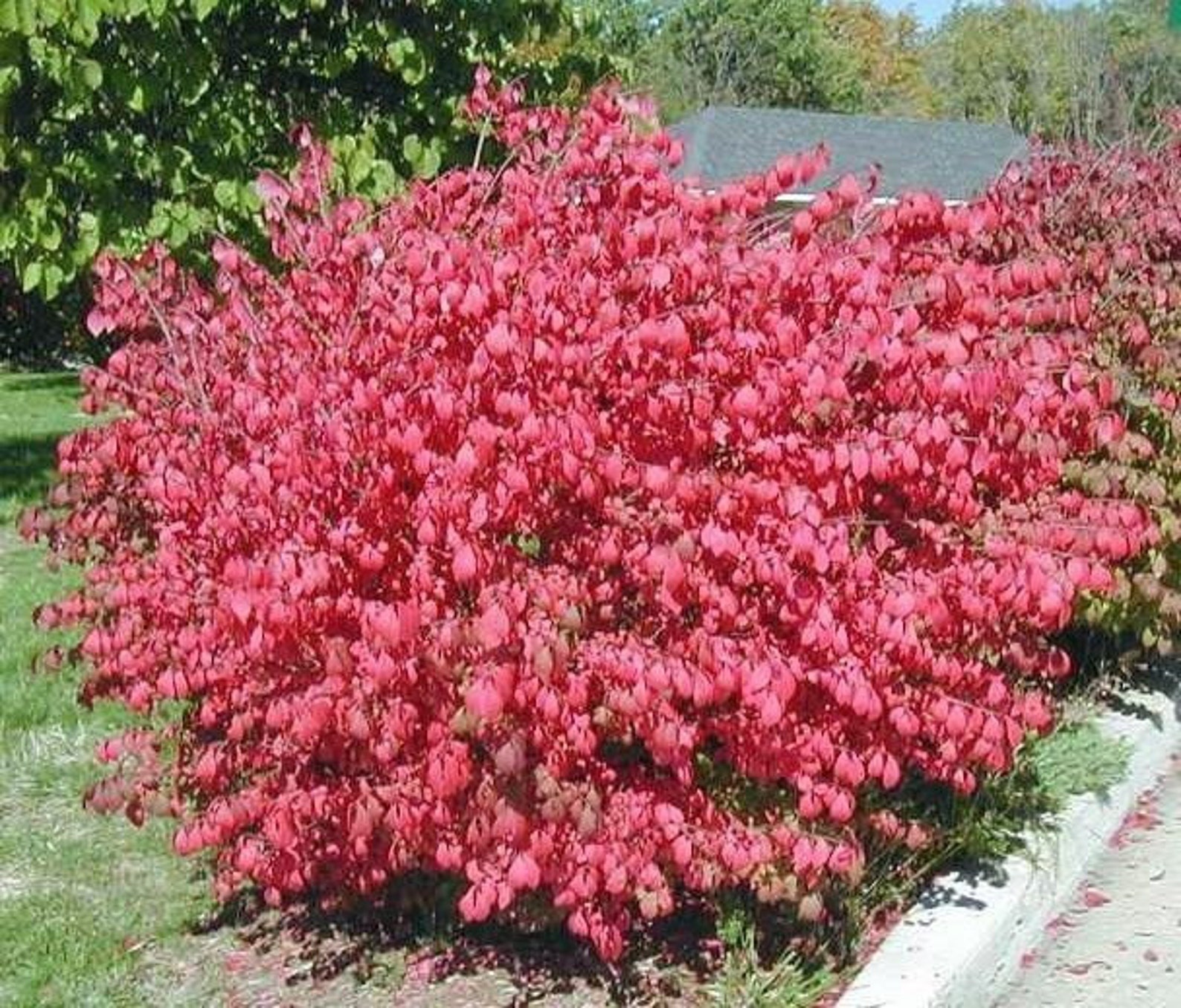 Dwarf Burning Bush 10 Bare Root Plants Euonymus Alatus Hardy Etsy