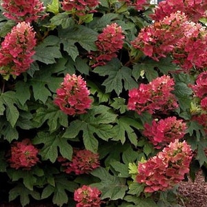 May include: A close-up of a lush bush with large, dark green leaves and clusters of red-pink flowers. The flowers are cone-shaped and densely packed, creating a vibrant display. The plant is likely a type of hydrangea.