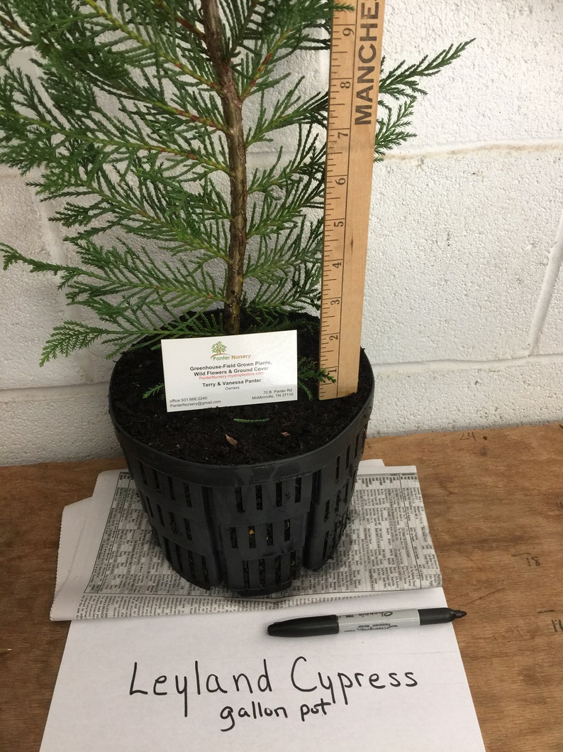 Leyland Cypress Tree Gallon Pot Etsy