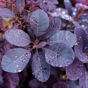 May include: Close-up of purple leaves with water droplets. The leaves are arranged in a cluster, with some overlapping. The water droplets are scattered across the leaves, giving them a glistening appearance.