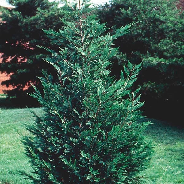 Leyland Cypress Christmas Trees 13 oz Banner Non-Fabric Heavy-Duty Vinyl Single-Sided with Metal Grommets Leyland Cypress Christmas Trees 13 oz Banner Non-Fabric Heavy-Duty Vinyl Single-Sided with Metal Grommets