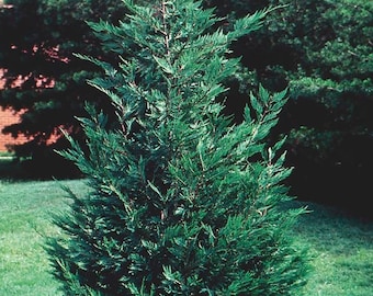 LEYLAND CYPRESS TREE in 2 1/2"pot-(X Cupressocyparis  leylandii)