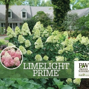 LIMELIGHT PRIME® Panicle Hydrangea shrub PP#32511