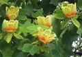 Tulip Tree ( liriodendrontulipifera)