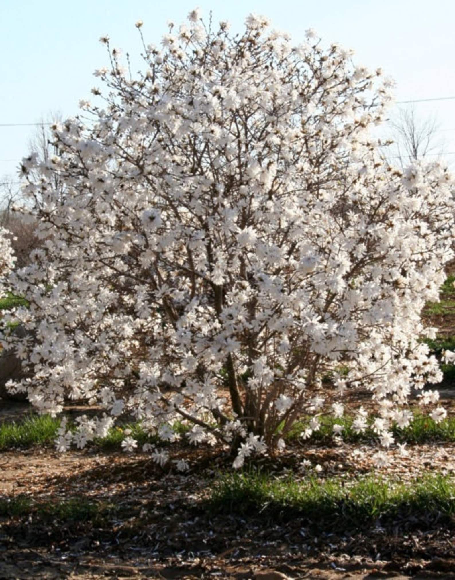 Magnolia Loebneri Mag S Pirouette Купить