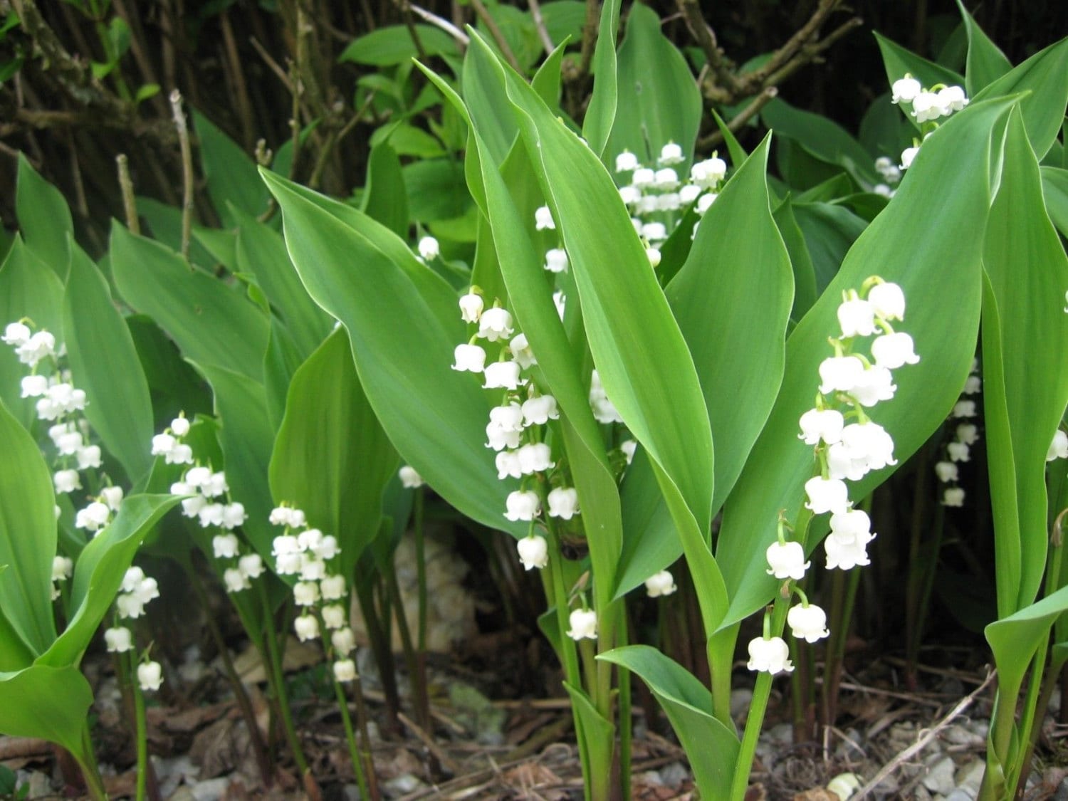 5 Lily of the Valley Roots May Lily, May Bells convallaria Majalis