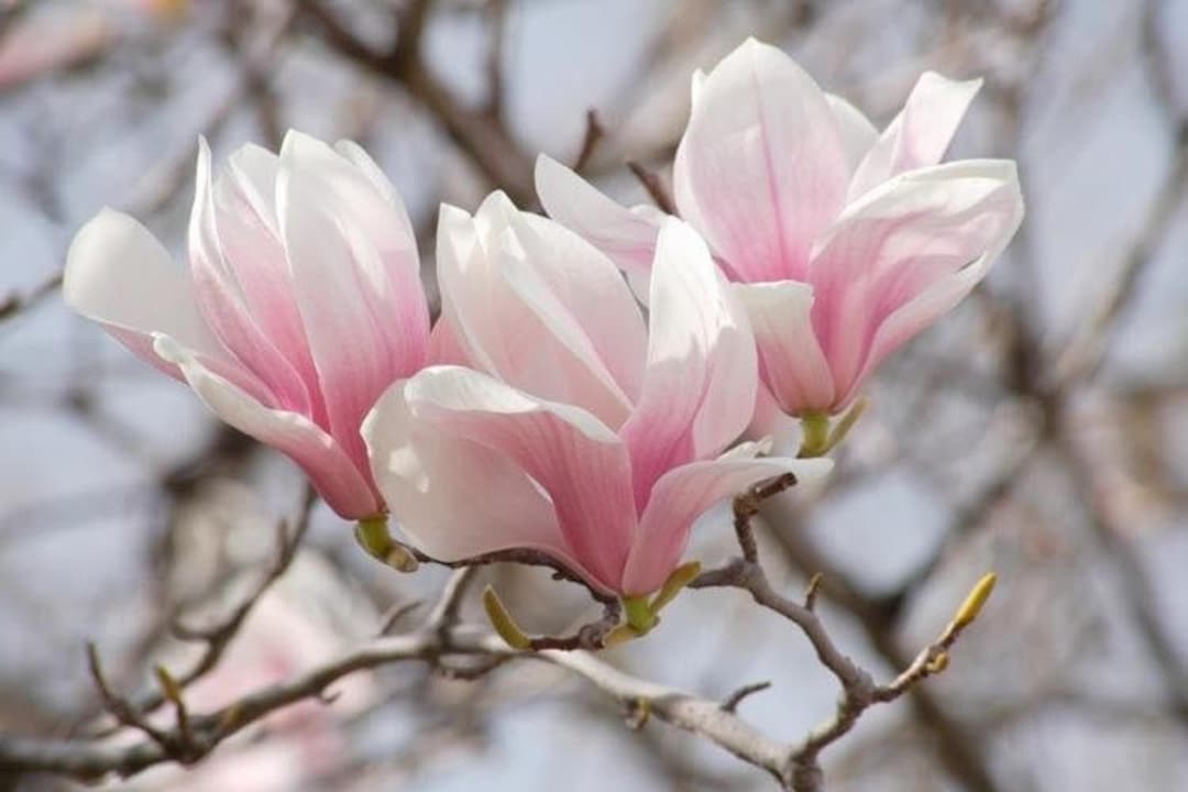 Saucer Magnolia Soulangeana 2.5