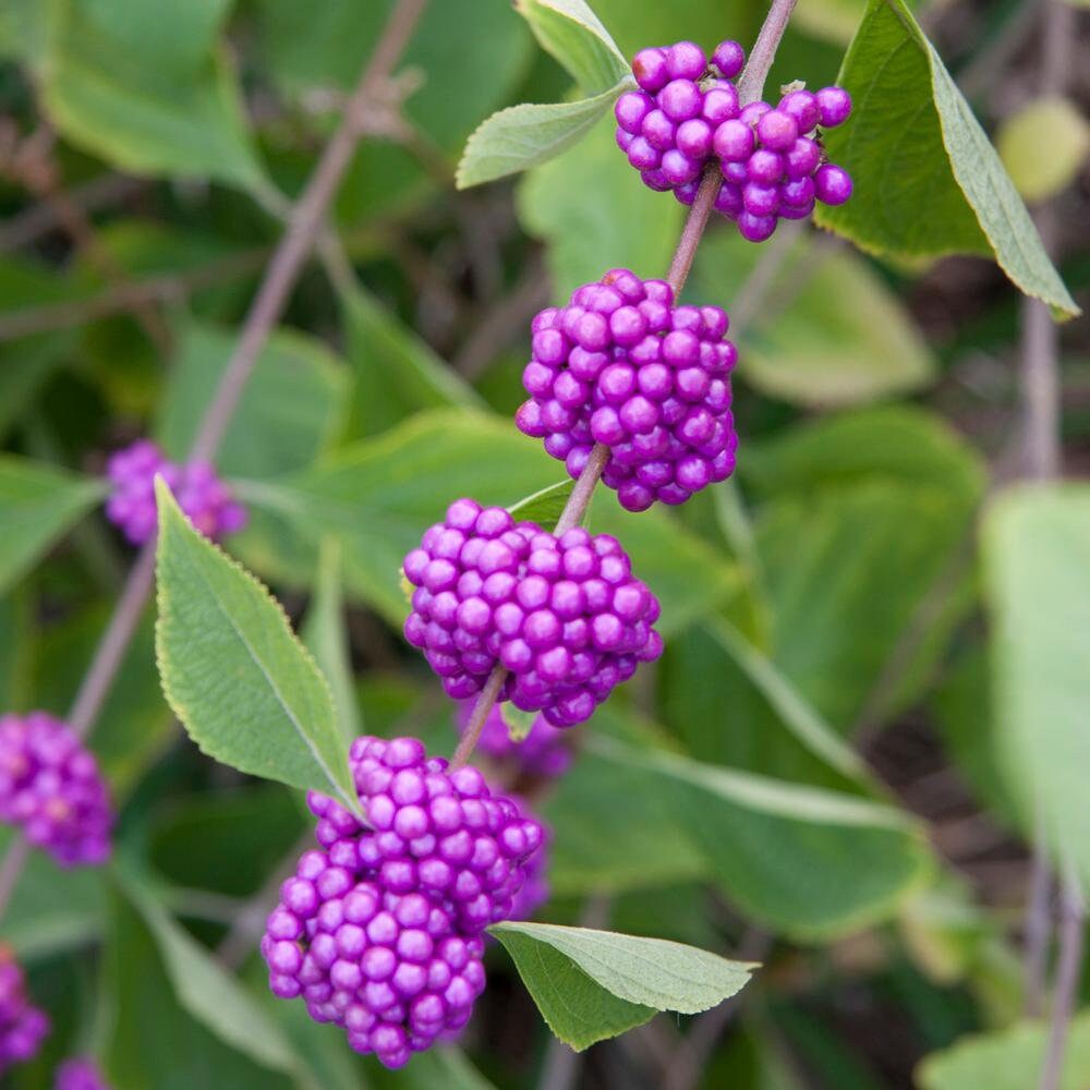 American Beauty Berry shrub qt. pot