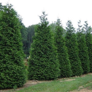 May include: A row of tall, green evergreen trees planted in a line. The trees are all the same height and have a similar shape.