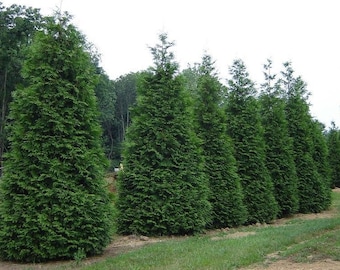50 Thuja Green Giant Arborvitae  2.5" pot