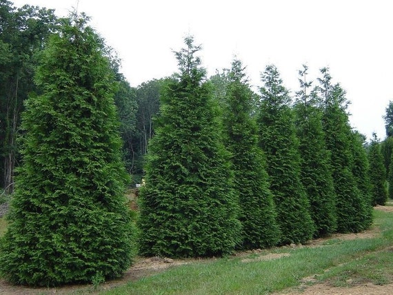 15 Thuja Green Giant Arborvitae 2.5" Pot 6-12" - Etsy Norway