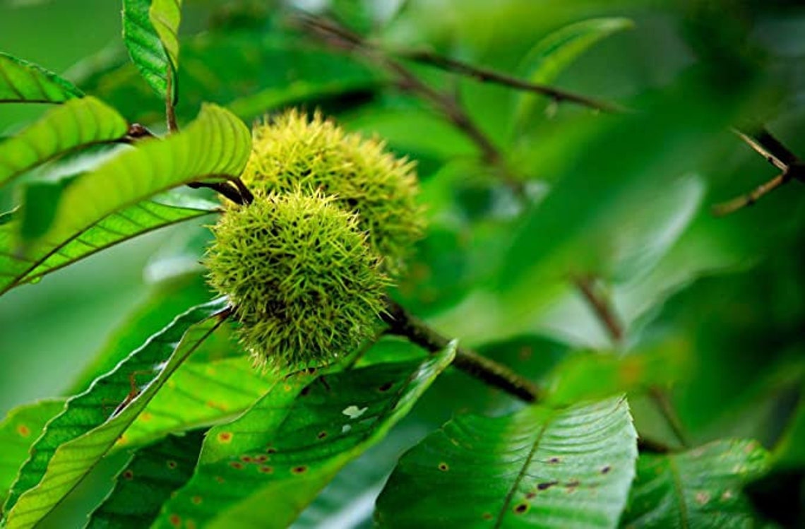Chinese Chestnut Tree 4
