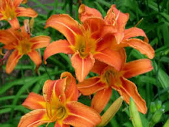 Wild Daylily 10 Fans/root Systems Ditch Lily - Etsy