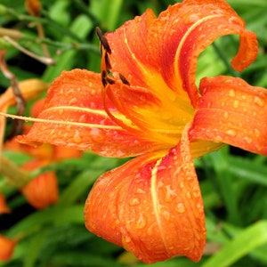 May include: A vibrant orange lily with yellow accents, covered in water droplets, against a backdrop of green foliage.