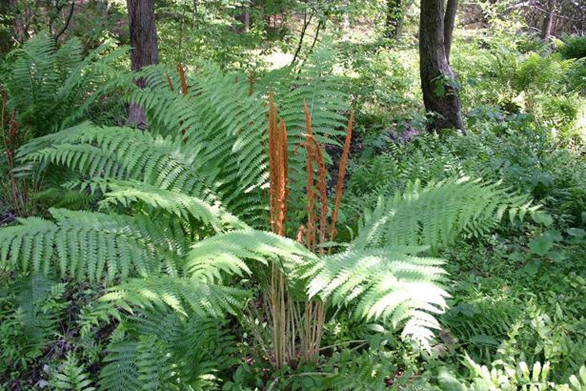 5 CINNAMON FERN Rhizome/root Etsy