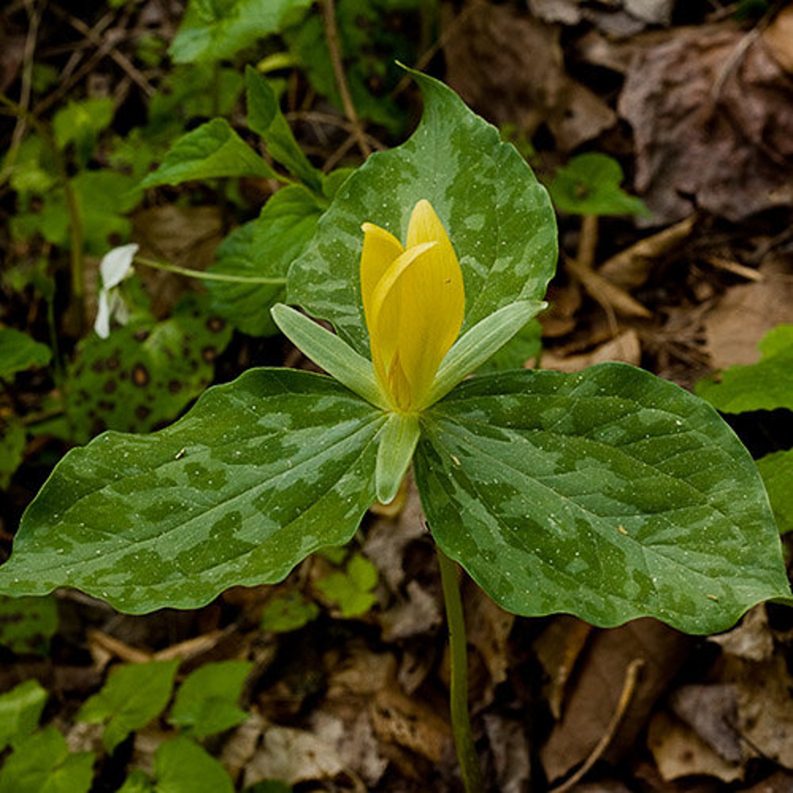 Yellow Trillium 5 bulbs Native Wildflower Etsy