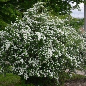 May include: A large bush with white flowers in full bloom. The bush is in a grassy area with a sidewalk in the background.