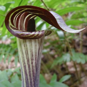 Jack-In-The-Pulpit 5 bulbs Indian Turnip