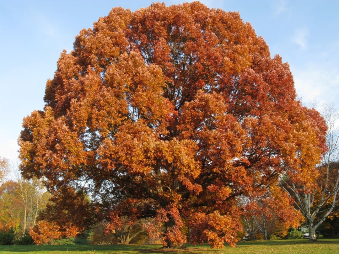 White Oak Treequercus Alba - Etsy