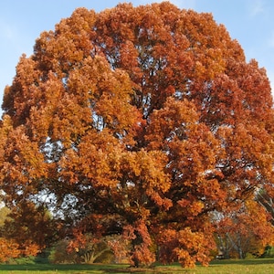 White Oak Tree-(quercus alba)