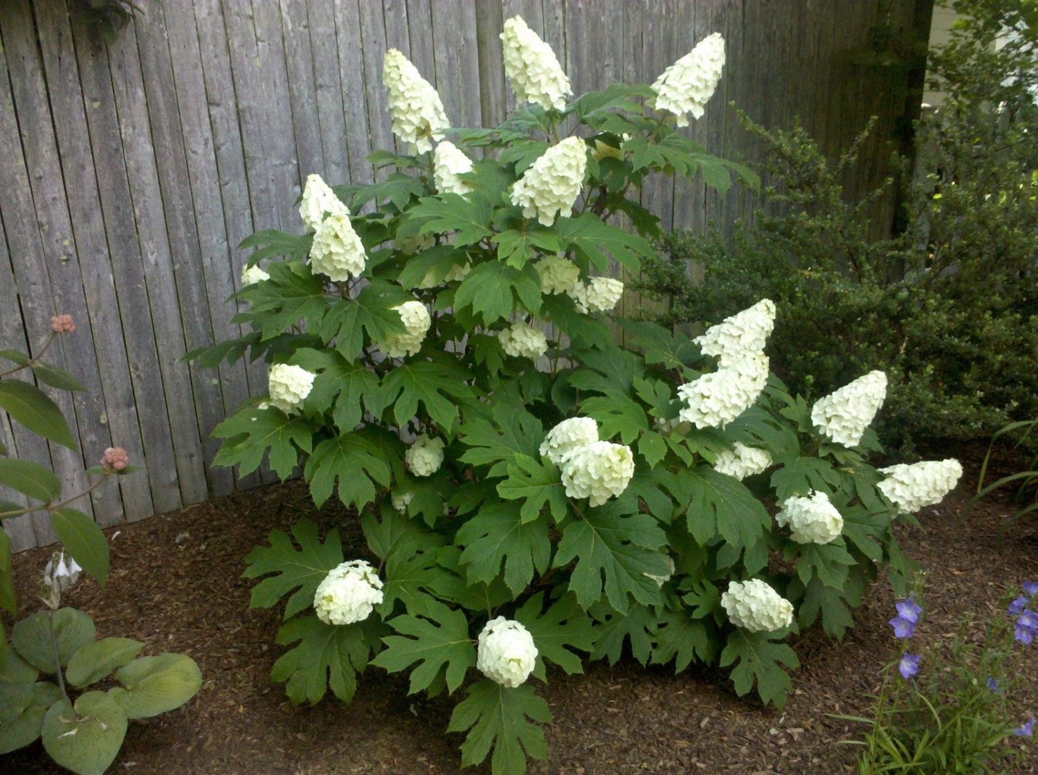 Oakleaf Hydrangea qt. pot old fashion oakleaf