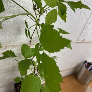 May include: A close-up of a small plant with bright green leaves. The leaves have a serrated edge and are growing from thin, brown stems. The plant is in a black plastic pot, and the background is a white wall and a wooden surface.