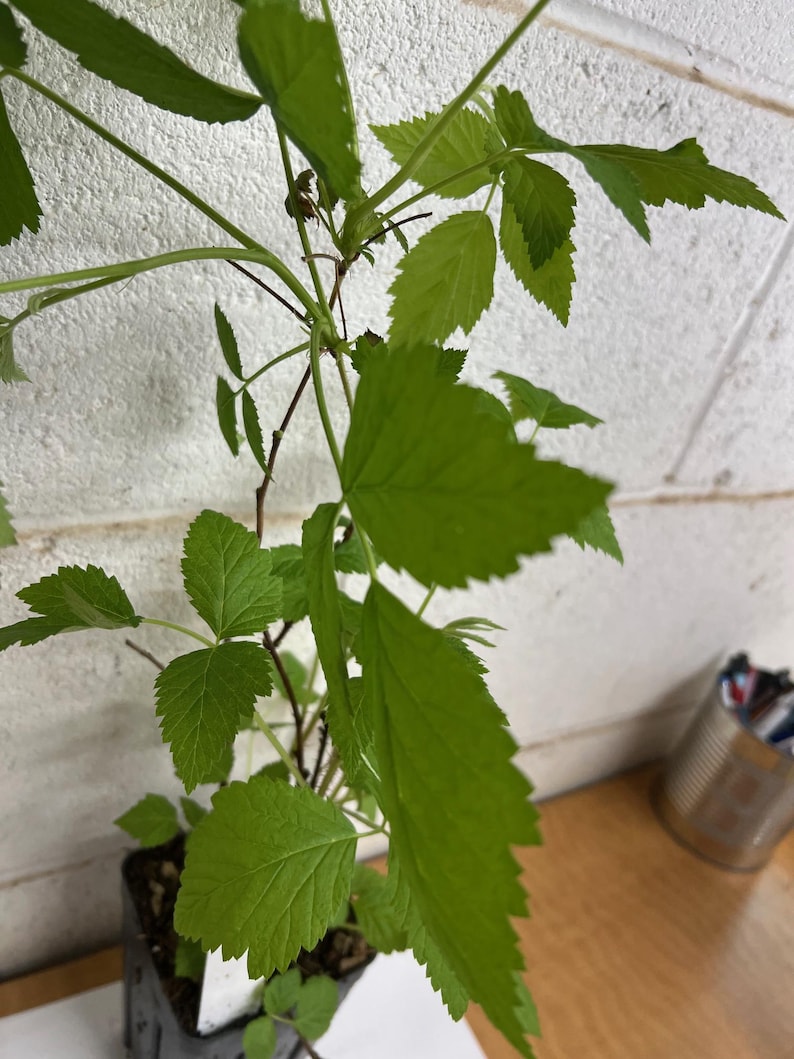 May include: A close-up of a small plant with bright green leaves. The leaves have a serrated edge and are growing from thin, brown stems. The plant is in a black plastic pot, and the background is a white wall and a wooden surface.
