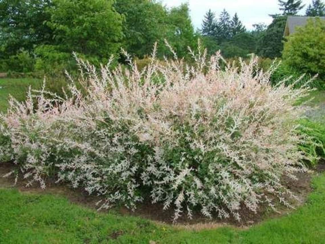 Japanese Dappled Nishiki Willow 4 Pot Shrub/tree - Etsy